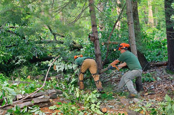 The Steps Involved in Our Tree Care Process in Indian Wells, CA